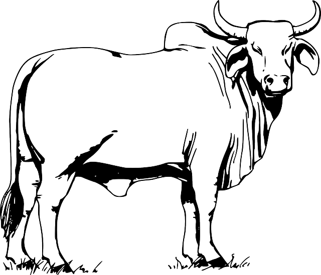 Grazing Drawing, Grass, Bull, Standing, Horns, Animal, - Bull Clipart Black And White (640x549)
