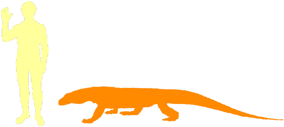 Komodo Dragons Are Carnivores - Dragon Compared To A Human (980x436)