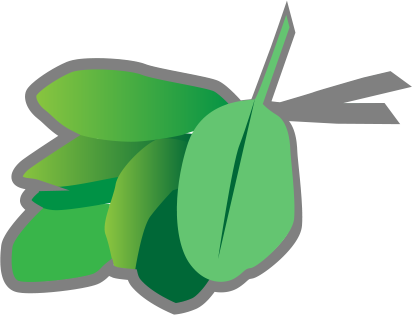 Green & Organic - Starfruit (412x315)