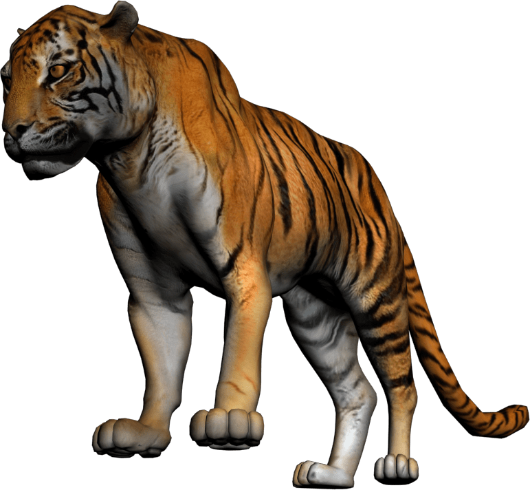 Tiger Whole Body (771x712)
