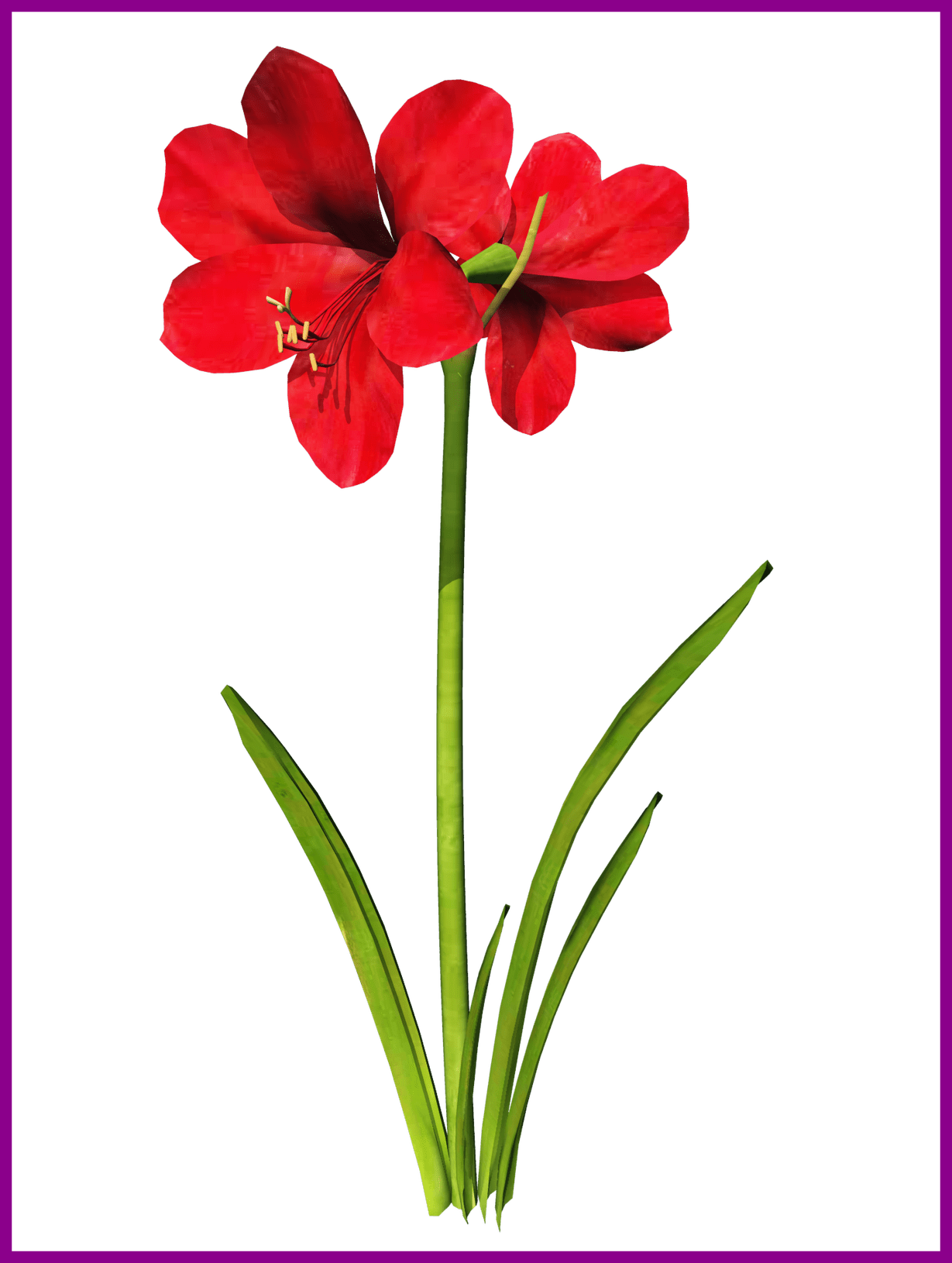 Awesome Amaryllis Flower Tattoo Clip Art Pic For Vector - Amaryllis Clip Art (1229x1630)