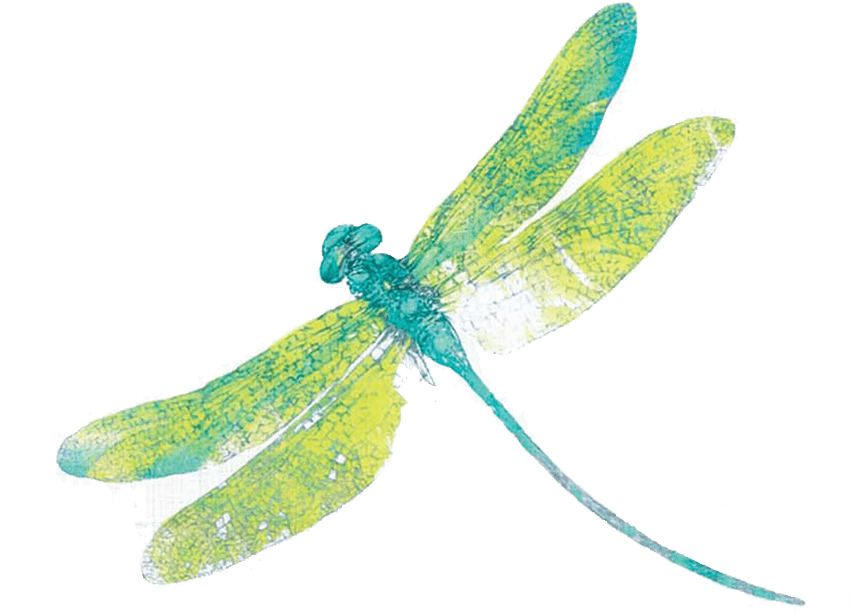 Download Png Image Report - Damselfly (850x850)