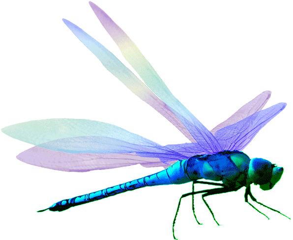 History - - The Villa - The Lazy Olive - Hawker Dragonflies (826x653)