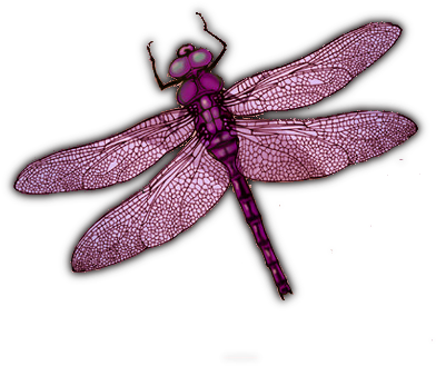 Well There I Go And Here Is A Keplification Of Dragonfly - Dragonfly (407x341)
