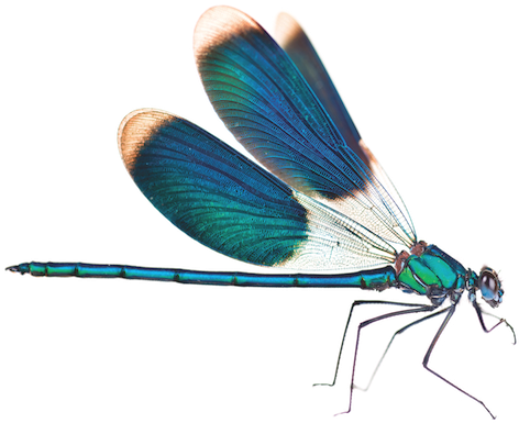 Specifications - - Audioquest Dragonfly Black Dac Converter (500x416)