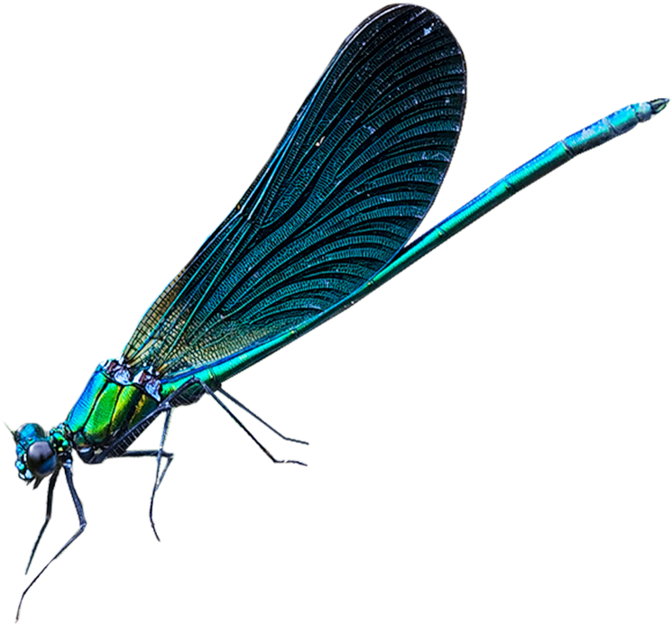 Dragonfly Net-winged Insects Damselflies Insect Wing - Damselfly (800x721)
