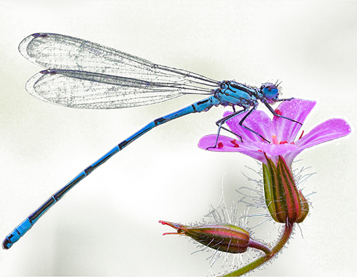 The Story Of The Dragonfly - Coenagrion (515x400)