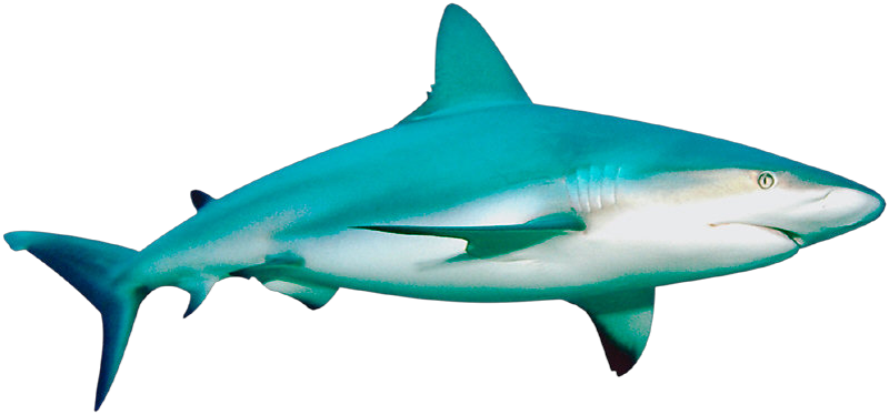 Profile Image - Vertebrates Animals Fish Shark (800x374)