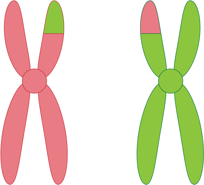 Activities And Answer Keys Ck 12 Foundation Animal - Activities And Answer Keys Ck 12 Foundation Animal (800x707)