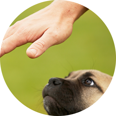 Get The Right Foundation For A Healthy Relationship - Kahverengi Cane Corso Eniği (400x400)