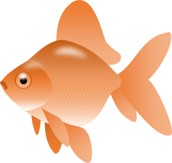 Gold Fish Clipart - Fish Clip Art Png Transparent (592x559)