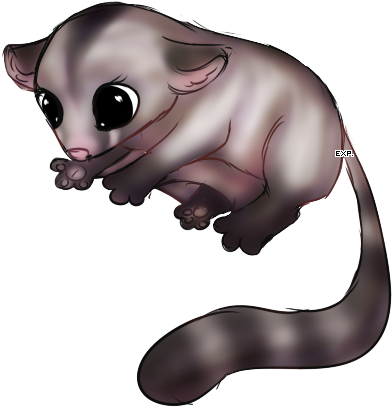 Sugar Glider X Panda - Possum (466x461)