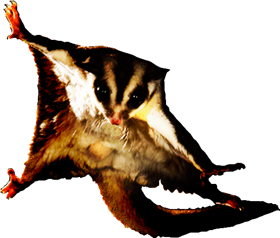 Sablon Kaos Sugar Glider Make Me Happy You, Not So - Campbell Biology: Australian 9th Edition By Jane Reece (600x506)