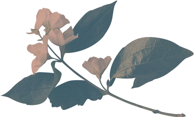 Mary M - - Cinema& Photo - Flores Squarespace (700x466)