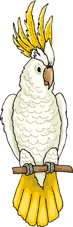 Macaw Clipart Clip Art - Sulphur-crested Cockatoo (244x750)