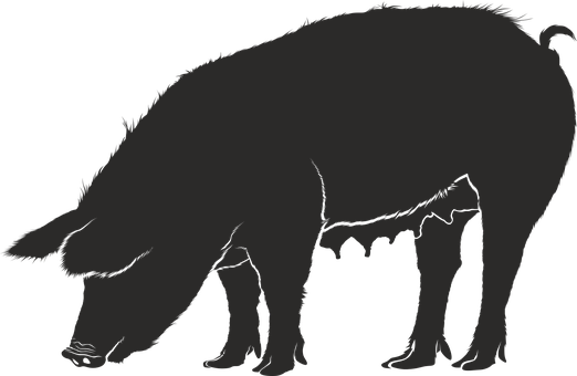 Pig Pork Sow Black Animal Silhouette Shado - Pig Silhouette Vector (522x340)