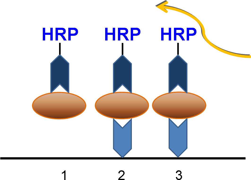 Synopsis Of Elisa Protocol - Graphic Design (1068x792)