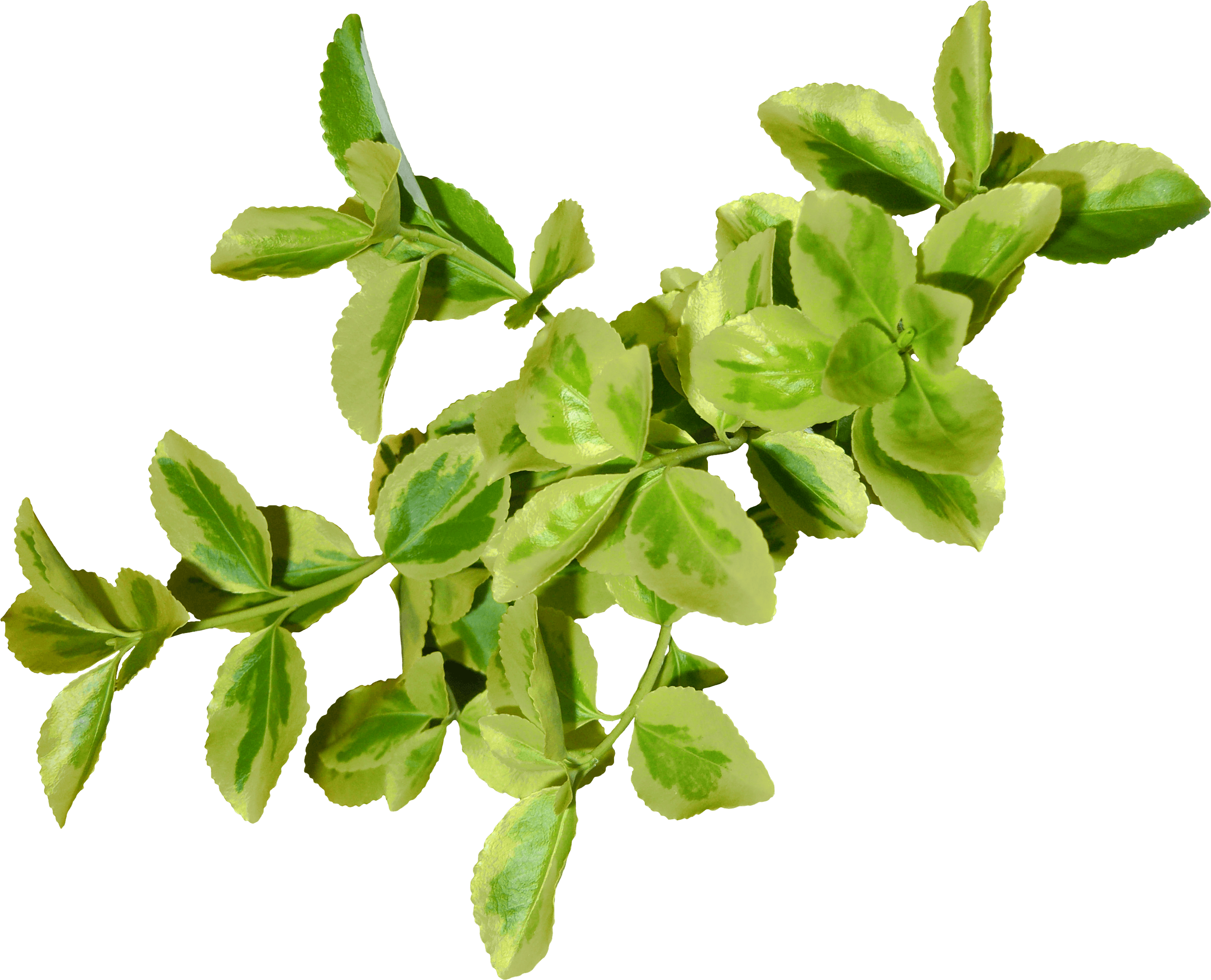Green Leaf Png Png Image - Green Leaves Png (2749x2225)