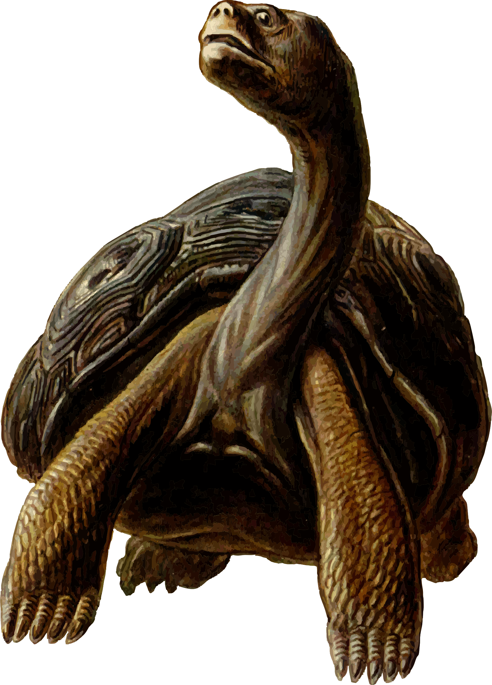 Prehistoric Tortoise Clipart Transparent Png - Turtles With Long Necks (1724x2400)