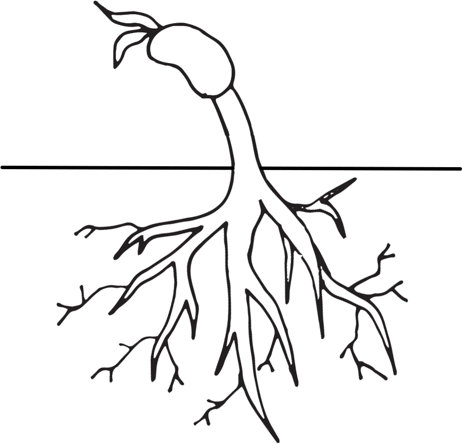 Free Plant Life Cycle Clipart - Plant Life Cycle Free Clip Art (1000x1000)