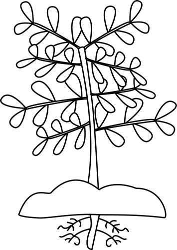 Black And White Plant With Roots - Plant Black And White Clipart (355x500)
