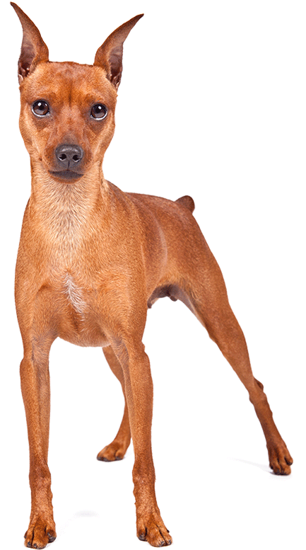 A Miniature Pinscher - Cane Simile Al Pinscher (1170x780)
