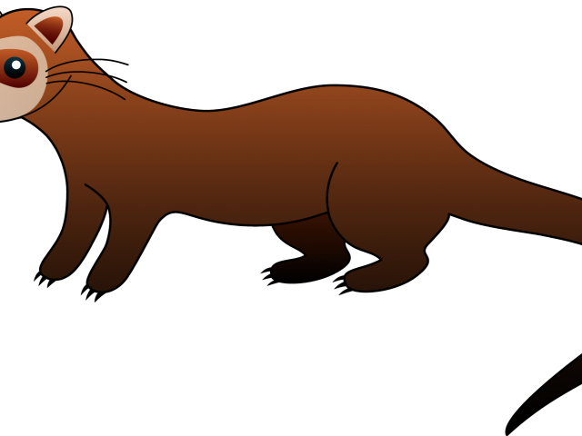 Ferret Clipart Weasel - Black Footed Ferret Clipart (640x480)