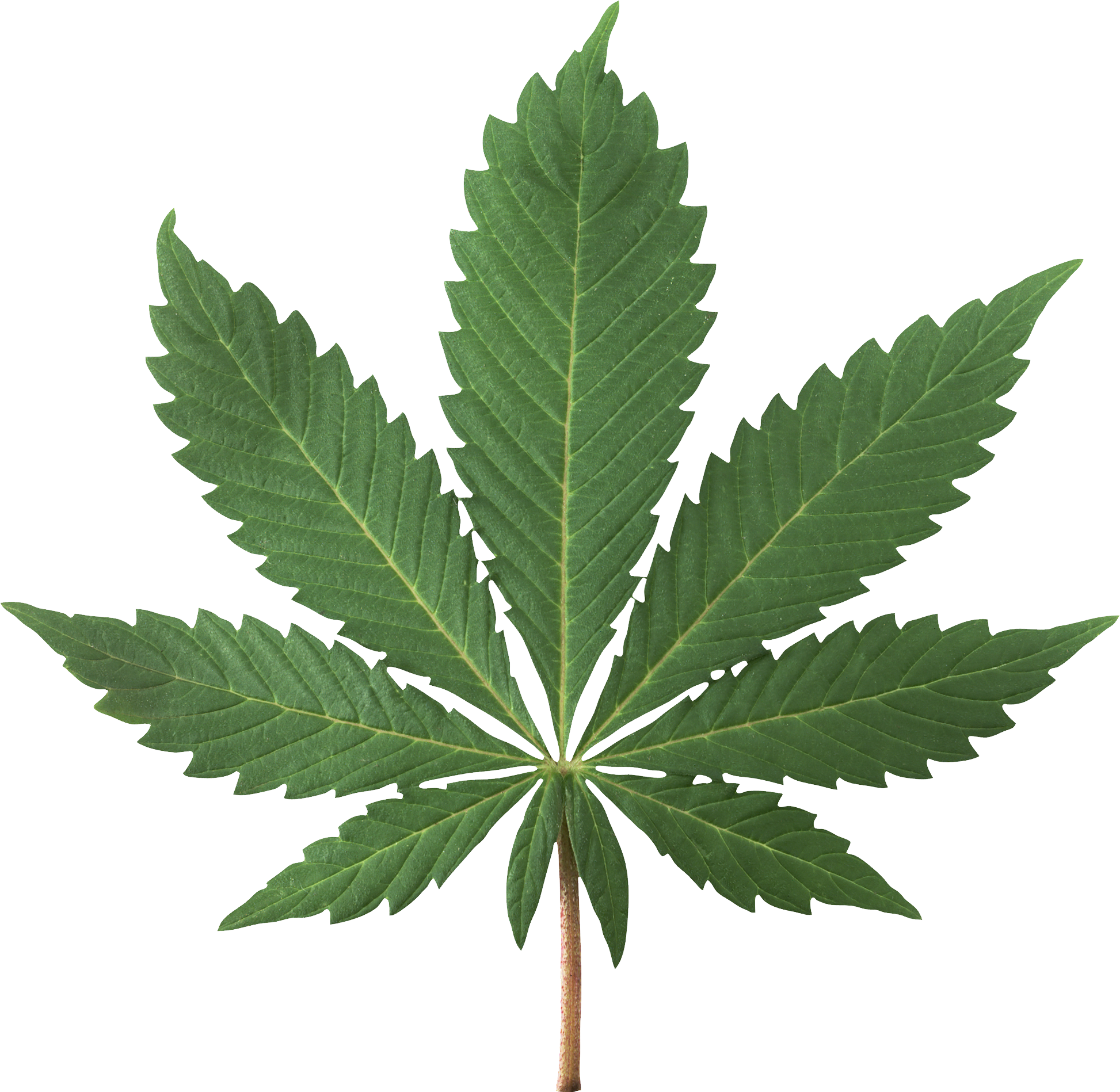 Best Free Cannabis Icon Clipart - Pot Politics: Marijuana And The Costs Of Prohibition (1946x1898)