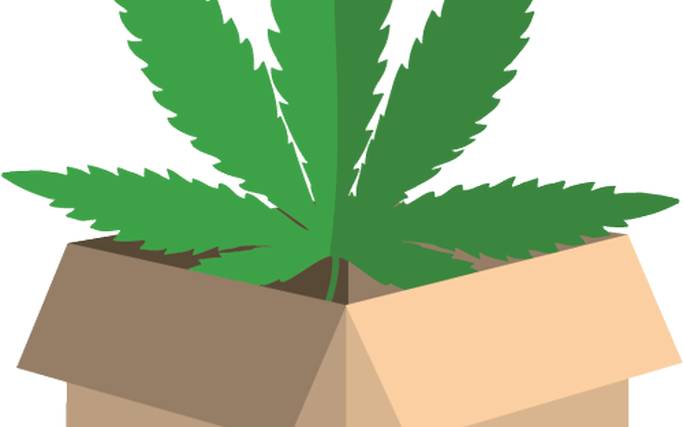 Home Cannabis Buyer - Illustration (1368x855)