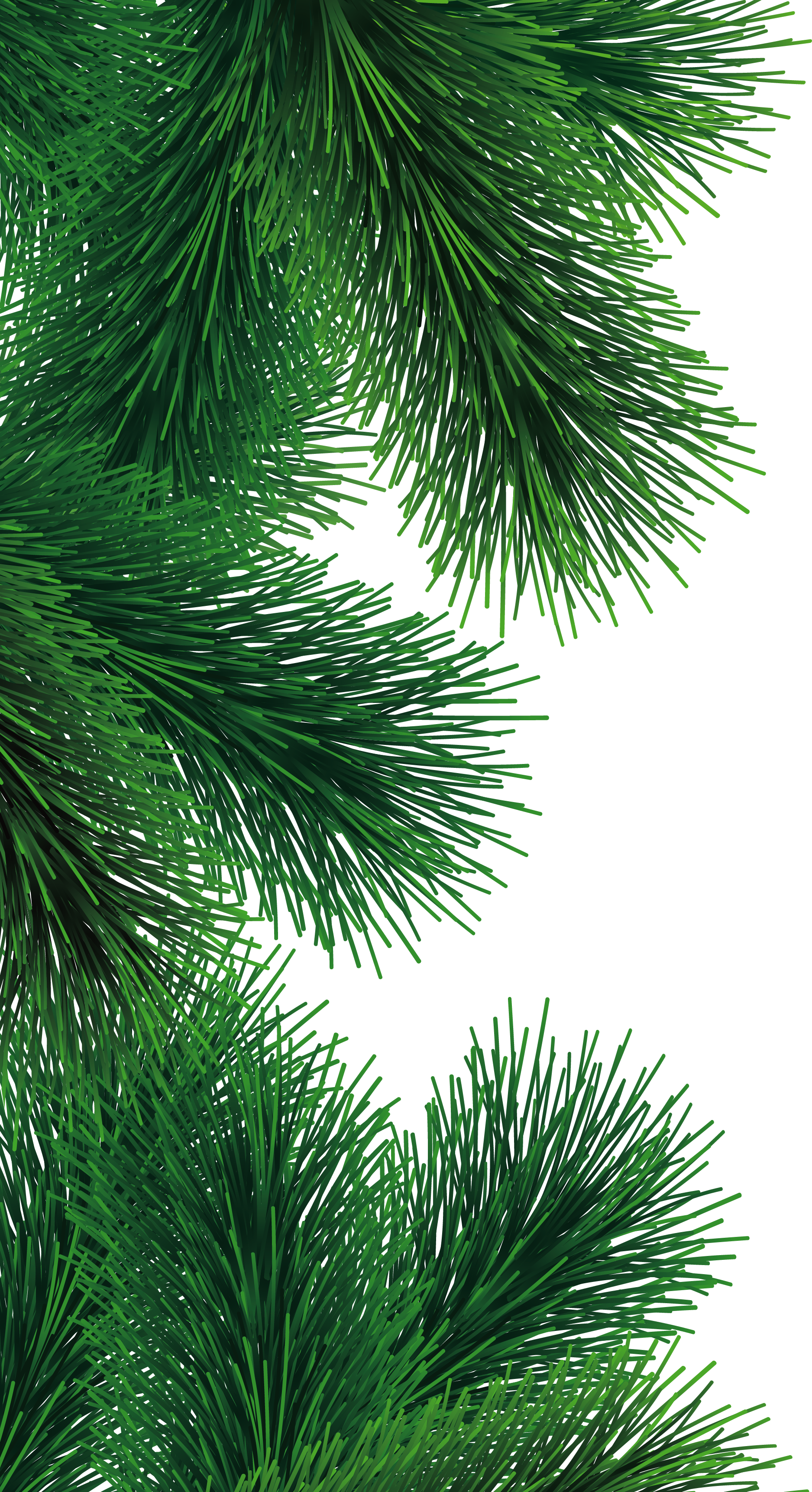 Christmas Fir Tree Png (1875x3445)
