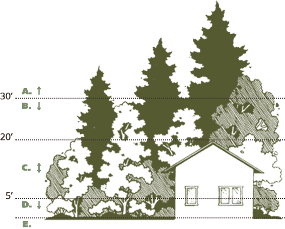 Western Red Cedar Botanical Drawings - Illustration (566x455)
