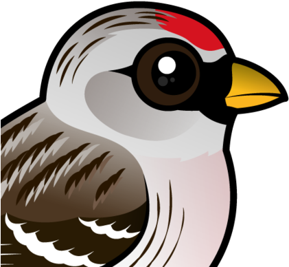 Also Known As - Arctic Redpoll (440x440)