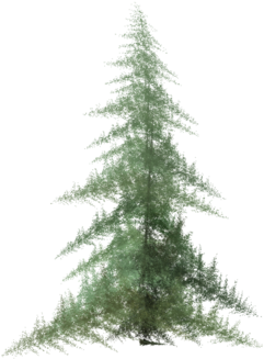 180 × 240 Pixels - Watercolor Pine Tree Png (360x480)