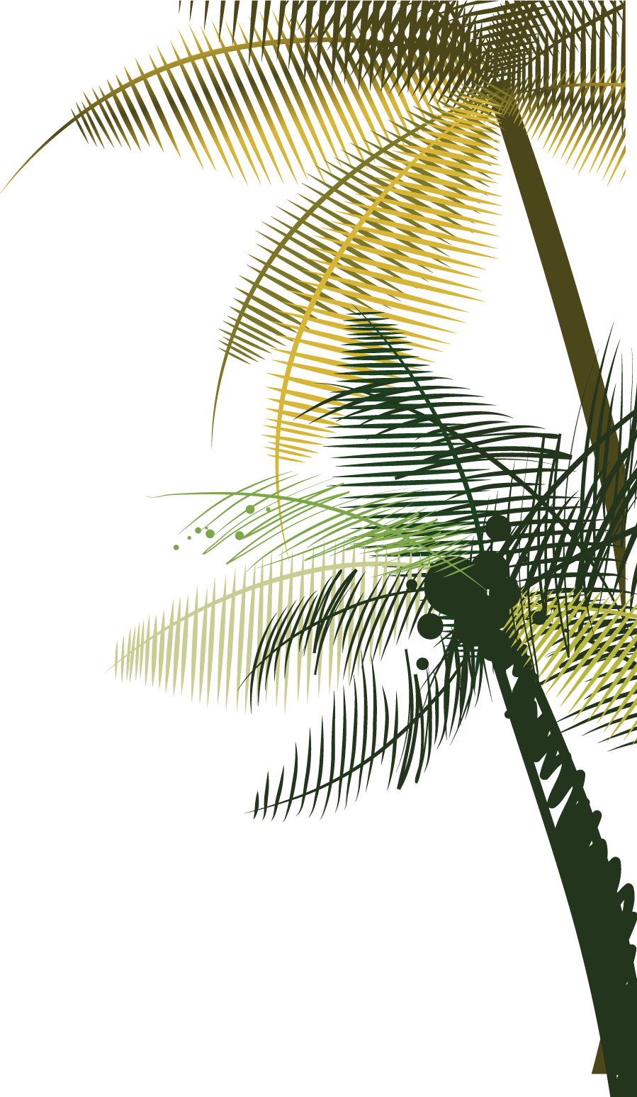Coconut Tree Euclidean Vector - Palm Tree Background (899x1547)
