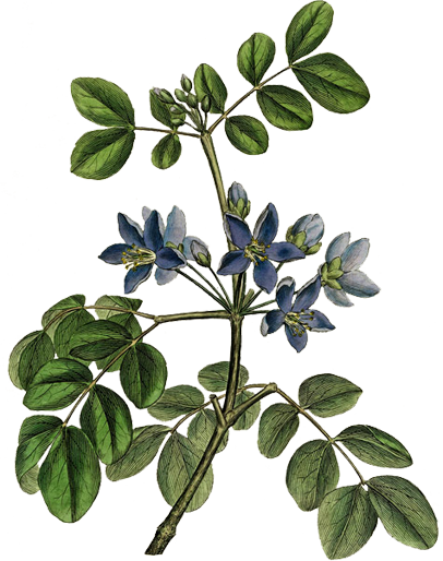 The Lignum Vitae Was Found Here By Christopher Columbus - Giclee Painting: Blue Flowered Guaiacum Officinale, (406x514)