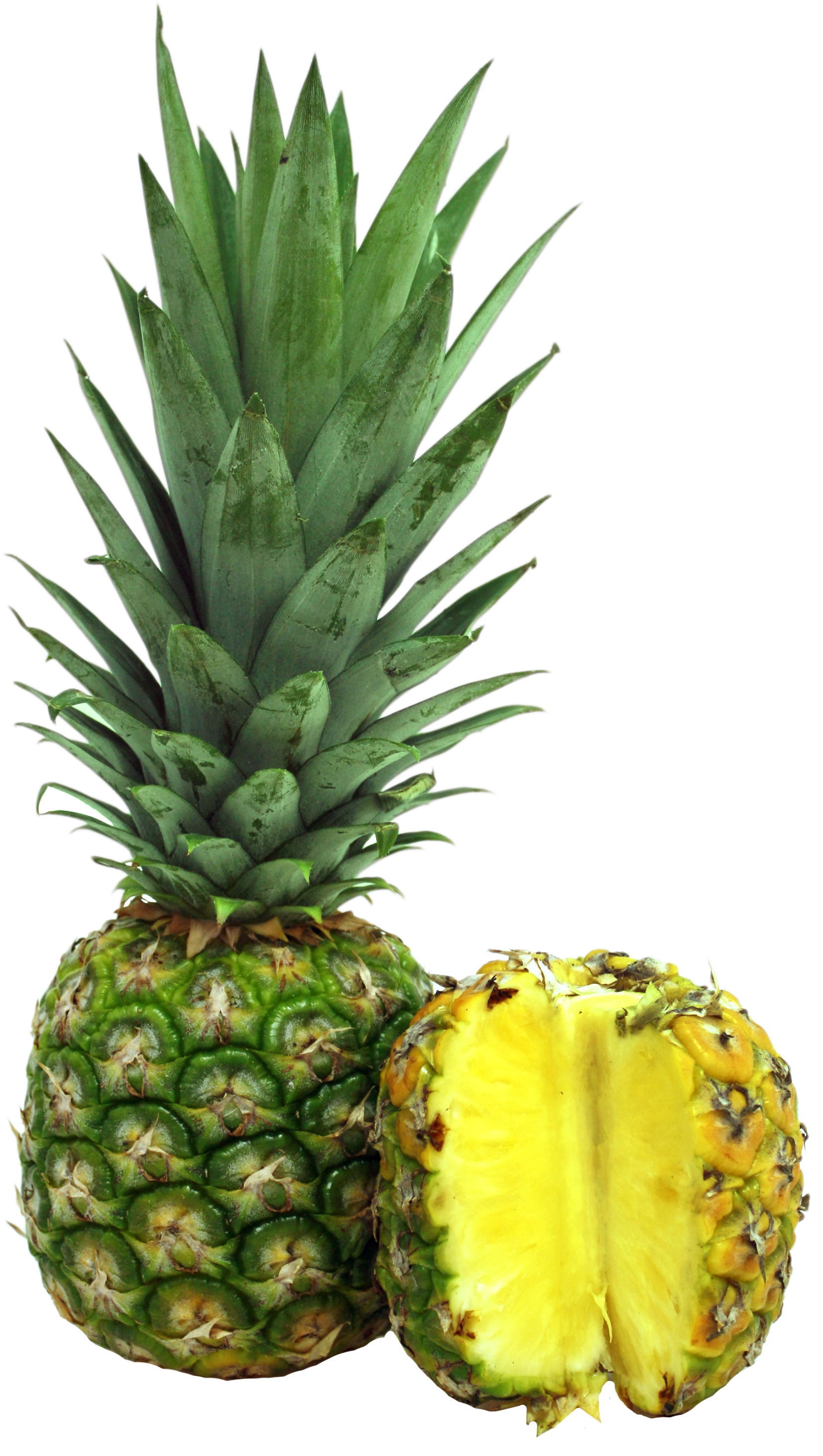Mengikut Sejarah, Christopher Columbus, Penjelajah - Pineapple (1868x3069)