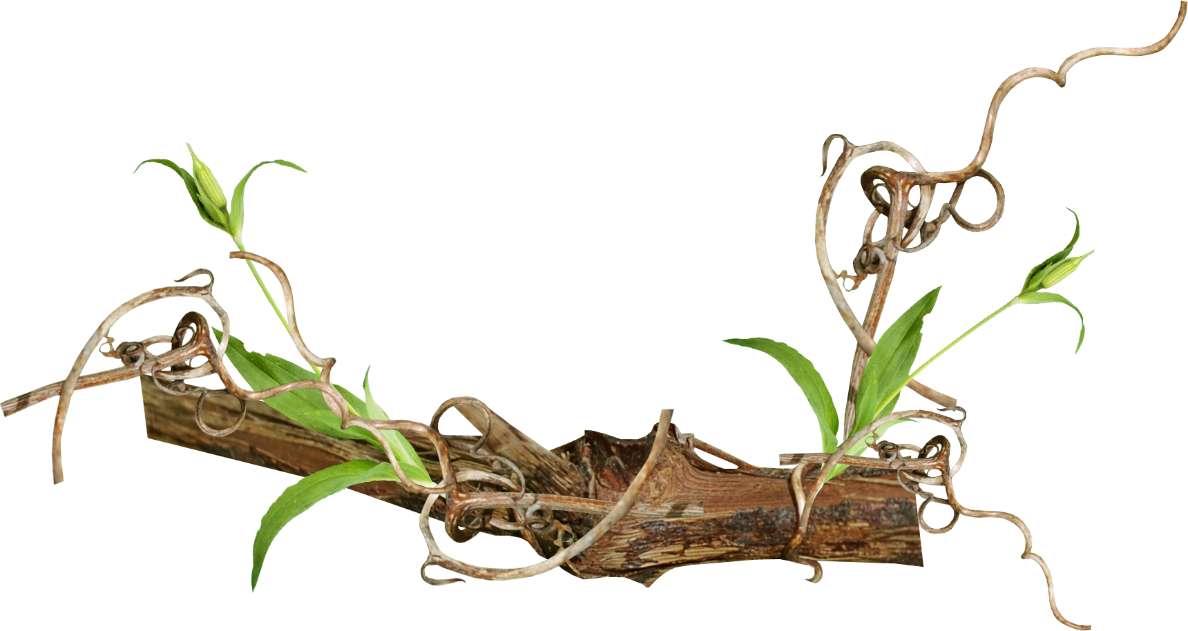 Autumn Pict Clip Art - Branches Of Plant Png (1720x914)