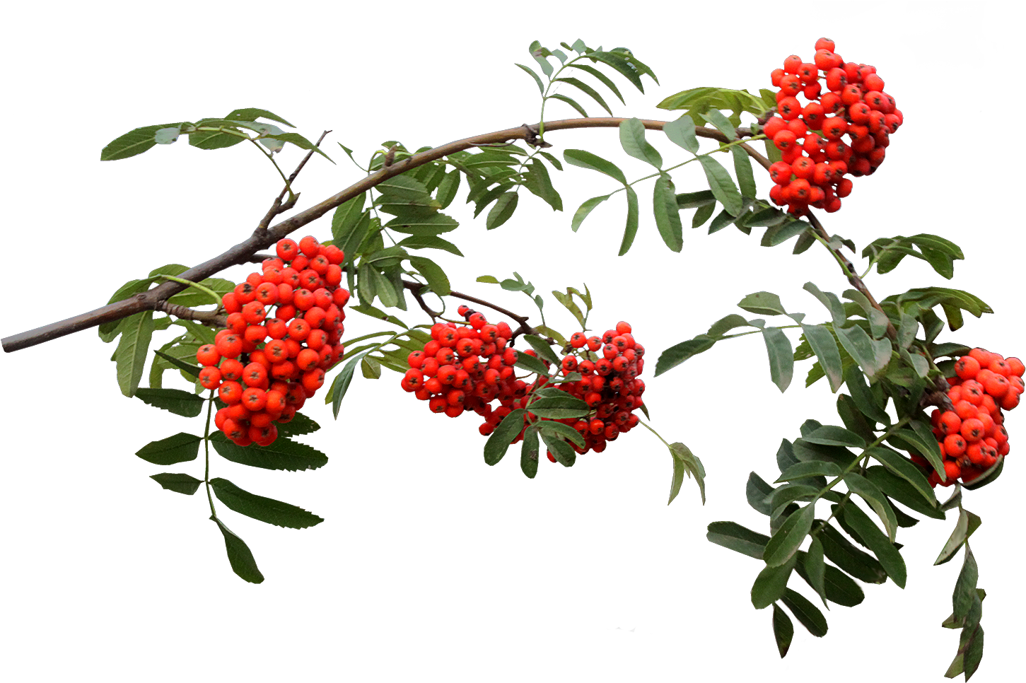 Download Png Images - Fruit Vine Png (1526x975)