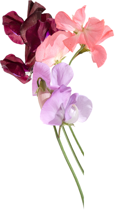 Sweet Pea Flower Png (381x693)