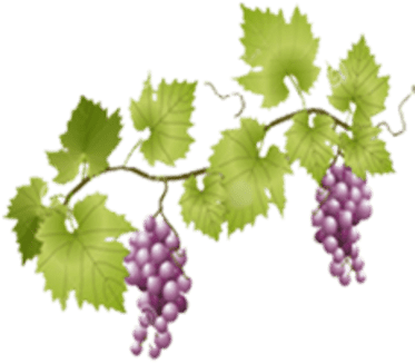 Grape Vine Transparent (400x400)