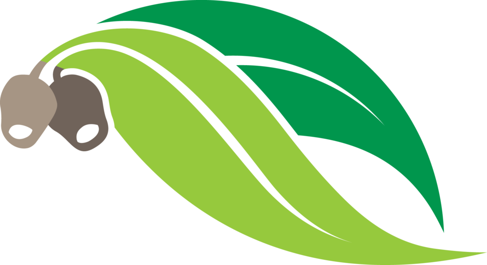 Gum Leaves - Gum Leaf Clip Art (1000x545)