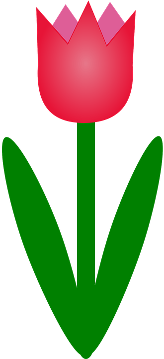 Tulip, Flower, Leaves - Tulip Clipart (360x720)