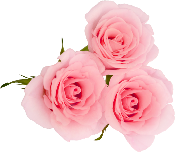 Centifolia Roses Flower Garden Roses Petal Pink - Floribunda (1024x678)
