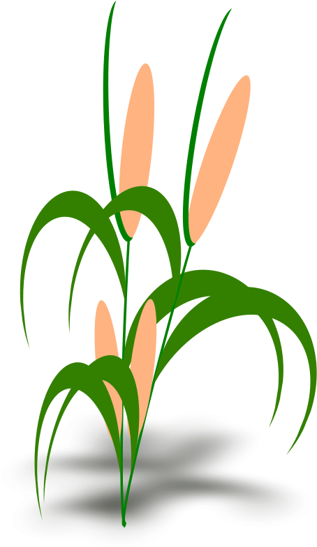 Free Plant - Snail Food Chain (486x800)