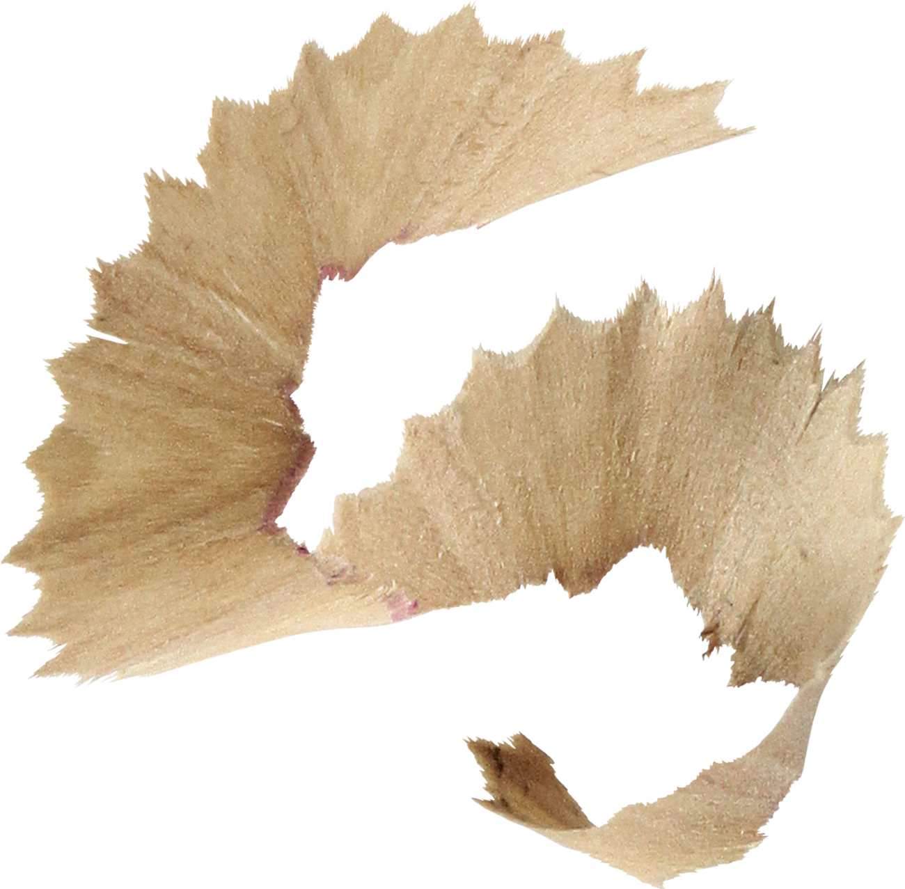 Pencil Sharpener Shaving - Pencil Shavings Png (1300x1277)