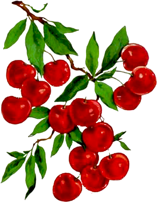 Decoupage Paper, Fruit Designs, Botanical Illustration, - Laminas Vintage Cerezas (800x800)