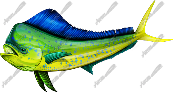 Drawn Fishing Mahi Mahi - Mahi Mahi (600x320)
