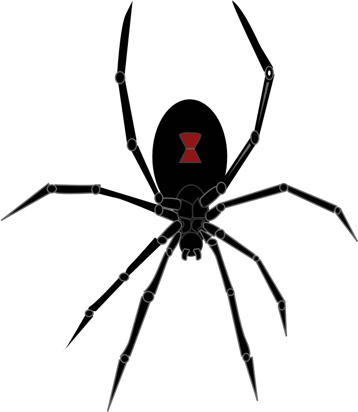 Black Widow Spider - Black Widow Spider Drawing (800x800)