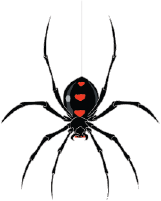 Spider Graphics Wallpaper - Black Widow Spider Hanging (518x648)