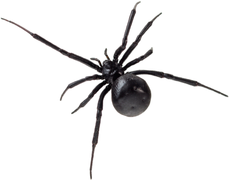 Spiders Pest Control - Black Spiders Arizona (500x450)